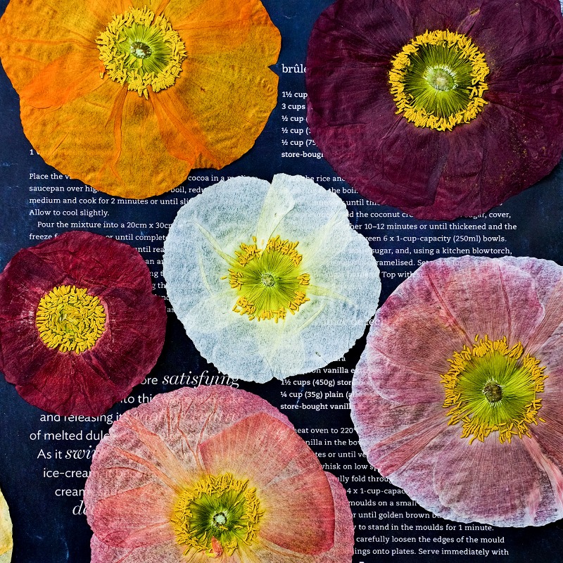 Resin Art Baby - 1pcs,Nature Field Poppy Pressed Dry Flowers
