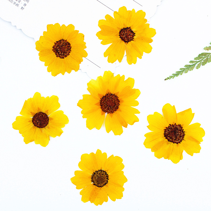 Resin Art Baby - 24pcs,Natural Chrysanthemum Real Pressed Flower for