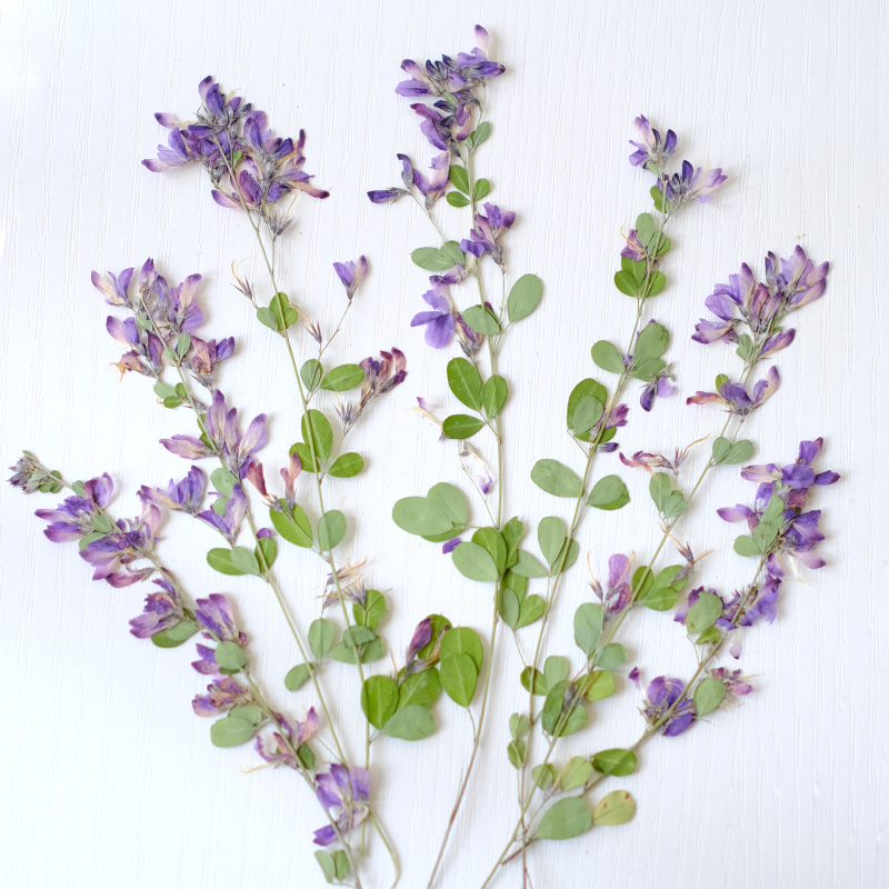 6pcs,nature Lespedeza Formosa  - Resin Art Baby ulasan dan harga