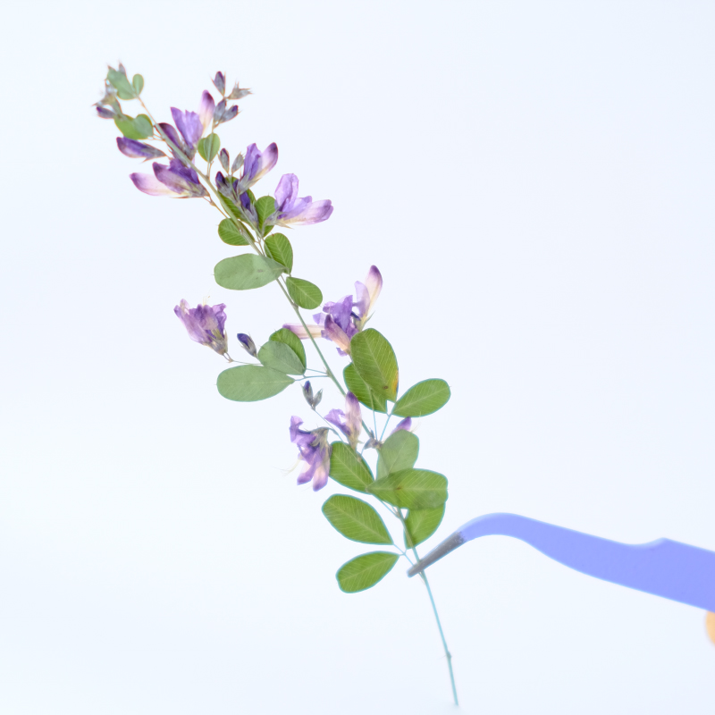 6pcs,nature Lespedeza Formosa  - Resin Art Baby ulasan dan harga