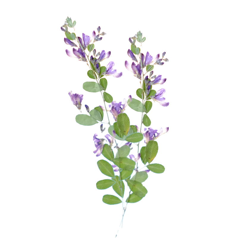 6pcs,nature Lespedeza Formosa  - Resin Art Baby ulasan dan harga