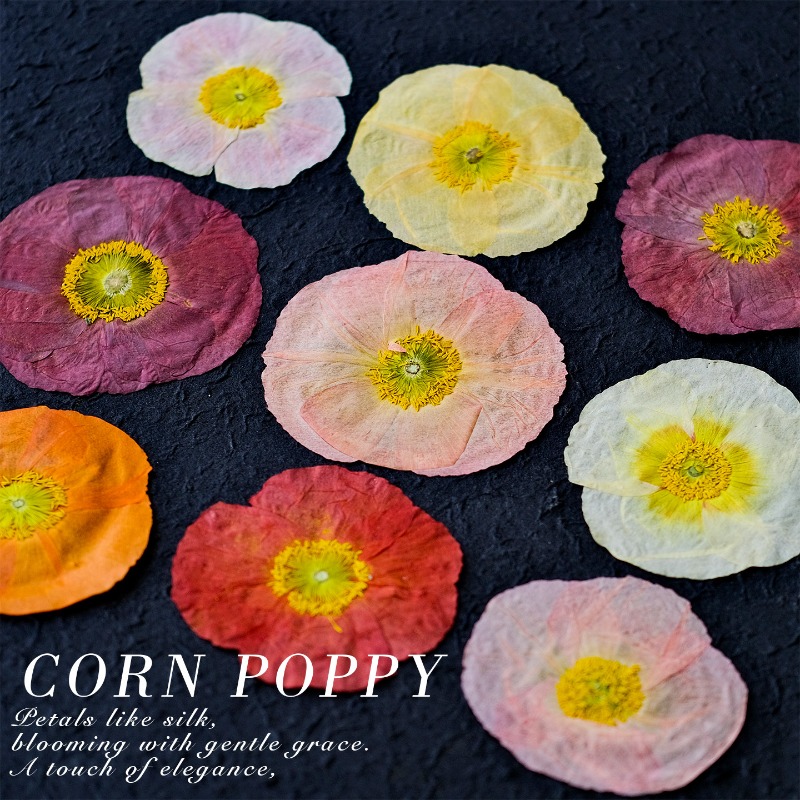 1pcs,Nature Field Poppy Presse - Resin Art Baby ulasan dan harga