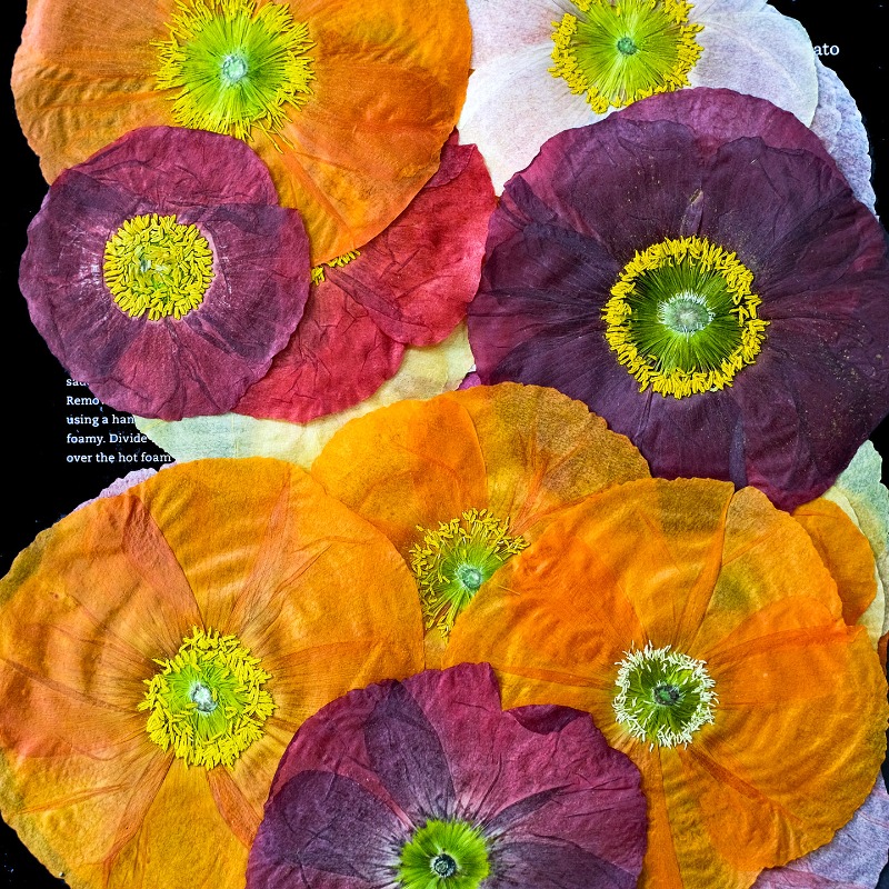 1pcs,Nature Field Poppy Presse - Resin Art Baby ulasan dan harga