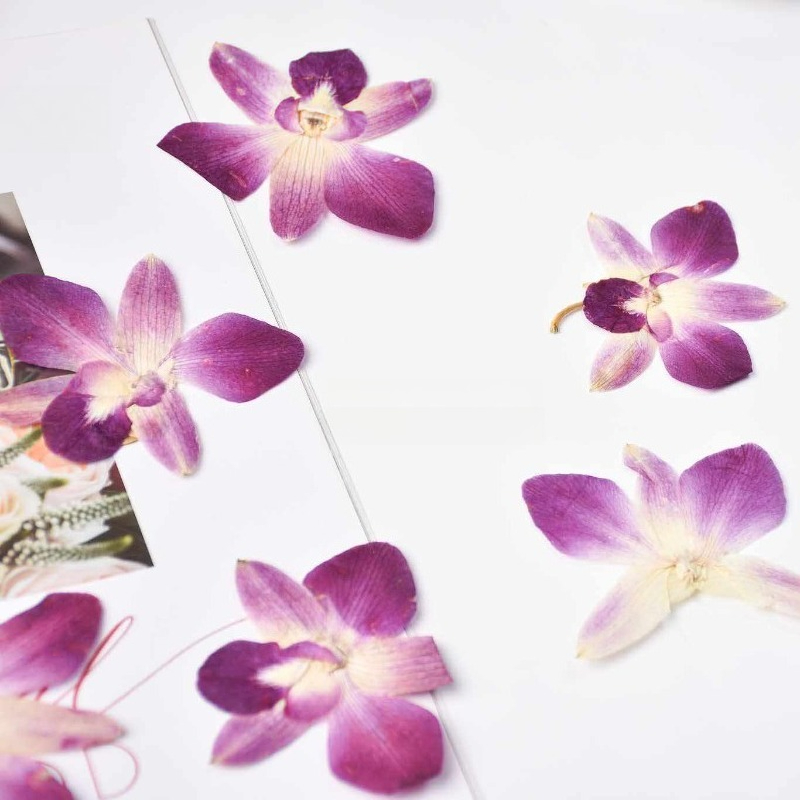 4pcs,Real Pressed Butterfly Or - Resin Art Baby ulasan dan harga