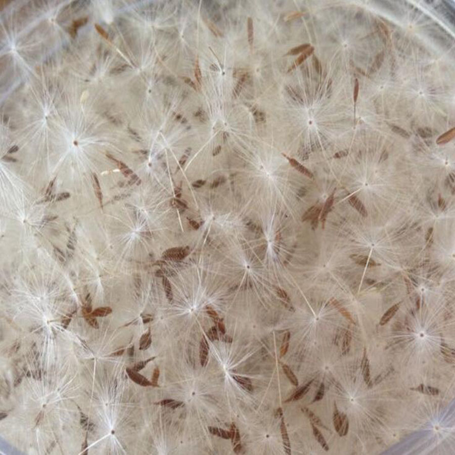 100pcs Mini White Dried Dandel - Resin Art Baby ulasan dan harga