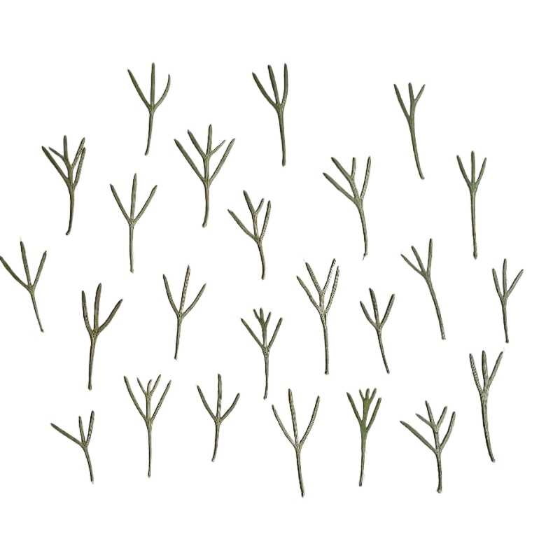 24pcs,Real Pressed Achillea Le - Resin Art Baby ulasan dan harga