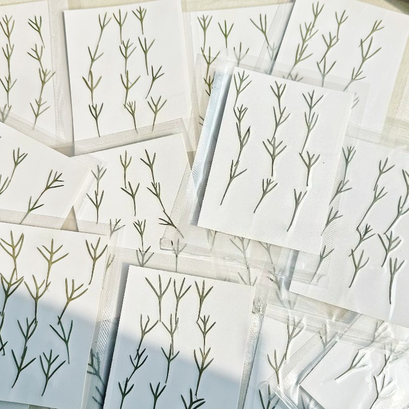 24pcs,Real Pressed Achillea Le - Resin Art Baby ulasan dan harga