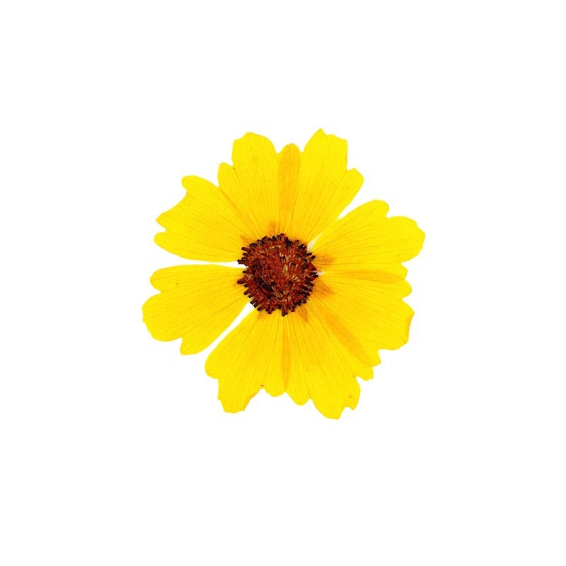 24pcs,Natural Chrysanthemum Re - Resin Art Baby ulasan dan harga