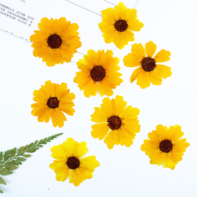 24pcs,Natural Chrysanthemum Re - Resin Art Baby ulasan dan harga