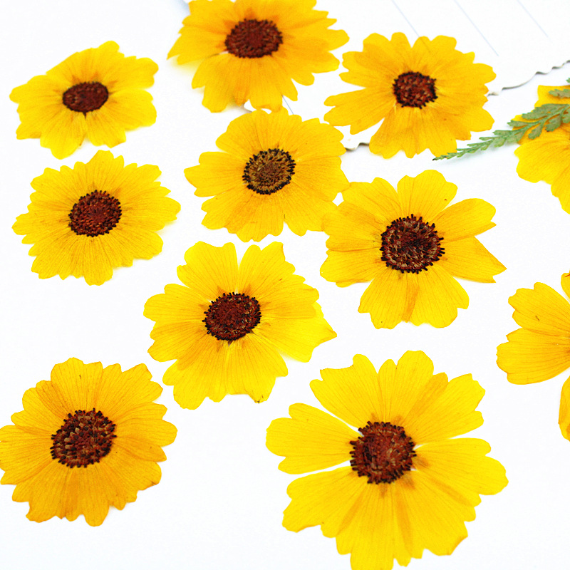 24pcs,Natural Chrysanthemum Re - Resin Art Baby ulasan dan harga